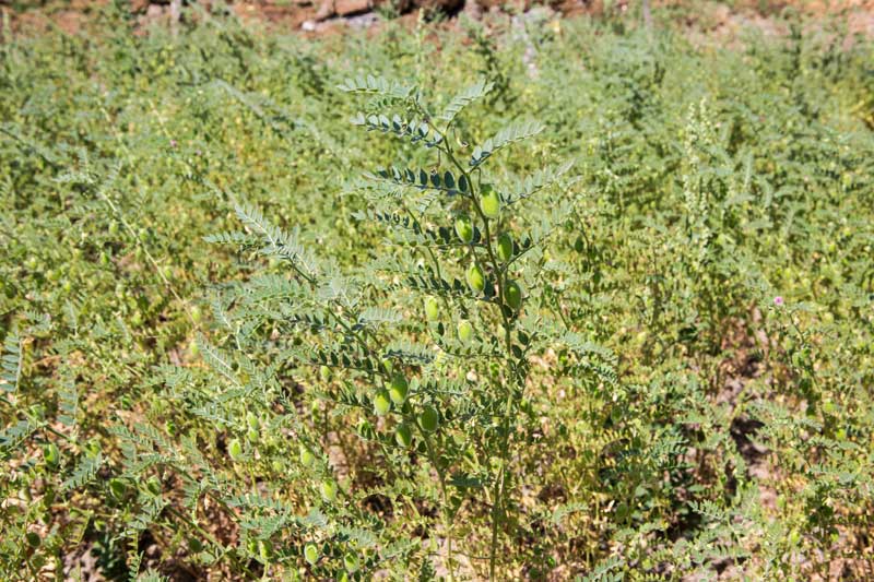 Bengal gram (chana) growing in Patesar Ahar bed in Kaimur district, Bihar